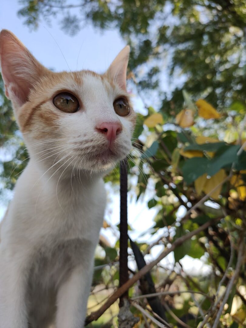 Kimochi - One of The Mala Tree's Beloved Cats